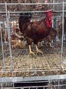 Rhode Island Red Rooster