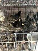 5 Rustic Rock Pullets