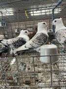 3- Unsexed Satinette Pigeons