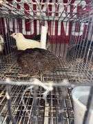 3 Coturnix Quail