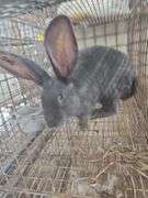 Pure Flemish Giant Doe - 4 Mos Old