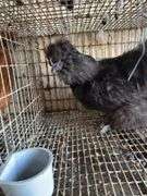 Silkie Rooster