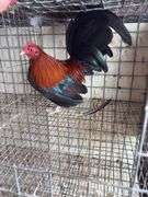 BB Red Banty Rooster