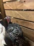 Hen Turkey