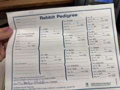 American Chinchilla Doe w/ Pedigree - 9 Wks Old