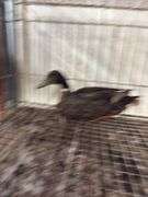 Mallard Drake