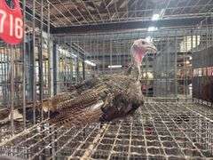 Royal Palm Tom Turkey- 12 Wks Old