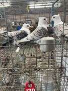 3- Unsexed Satinette Pigeons