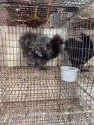 Silkie Rooster