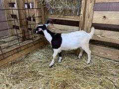 White & Black Nigerian Dwarf Nanny - DOB: 5/28/25