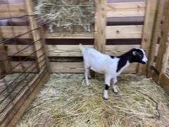 White & Black Nigerian Dwarf Nanny - DOB: 5/28/25
