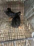 5 Rustic Rock Pullets