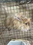 Peach English Angora Doe