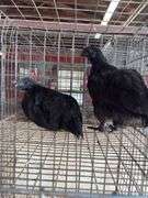 2 Ayam Cemani Hens