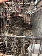 5 Plymouth Barred Rock Hens
