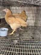 2 Buff Orpington Pullets