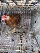 Banty Cochin Chick