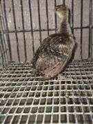 Indian Blue Peachick