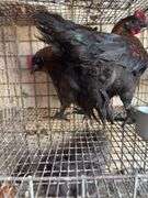 2 Pure Black Sexlink Roosters - 5 Mos Old