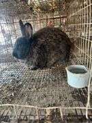 Buck Meat Rabbit
