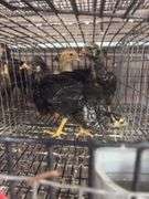 8 Young Pullets