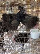 2 Silkie Hens