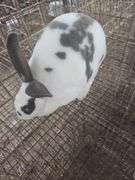Standard Rex Buck - 8 Wks Old