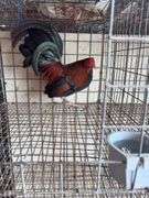 BB Red Banty Rooster