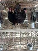 2 Polish Hens