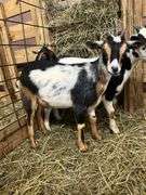 Tri Color Nigerian Dwarf Nanny w/ Blue Eyes - 4 Mos Old
