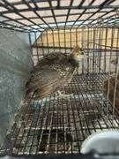 Indian Blue Peachick