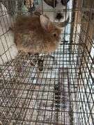 Peach Satin English Angora Buck