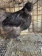 Silkie Rooster