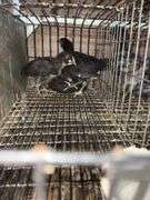 3 Mystic Maran Pullets