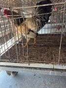 True Blue Whiting Rooster "Ricky" Not Friendly with Other Roosters