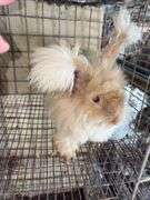 Peach English Angora Doe