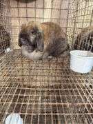 Mini Lop Doe "Trixy"