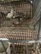 5 Celadon Quail