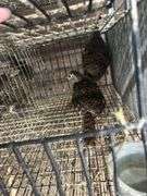 2 Lady Amherst Pheasants