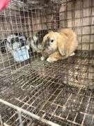 Orange Holland Lop Buck
