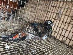Lady Amherst Pheasant Male - Just out of Molt