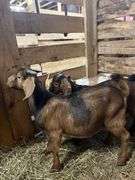 Brown & Black Spotted Boer Billy