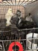 3 Bearded Silkie Chicks