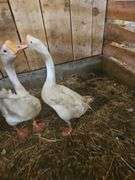 Male Goose