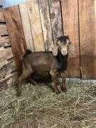 Brown & Black Spotted Boer Billy