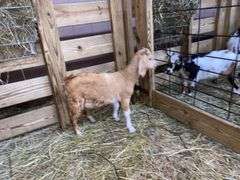 Tan & White Boer x Kiko Nanny