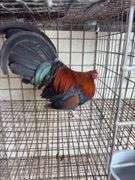 BB Red Banty Rooster