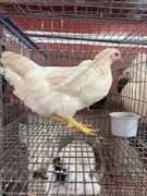 2 Amberlink Pullets