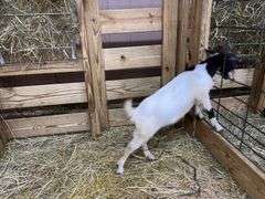White & Black Nigerian Dwarf Nanny - DOB: 5/28/25