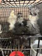 3 Bearded Silkie Chicks
